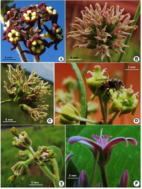 A: Oxypetalum arnottianum. B: O. lynchianum. C: O. chodattianum. D: O. gracile. E: O. capitaum. F: O. solanoides (Fotos A-F: autor).