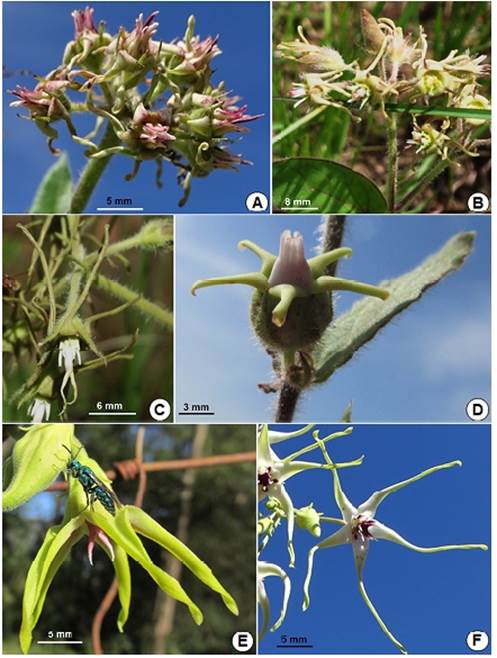 A: Oxypetalum crispum. B: O. parviflorum var. parviflorum. C: O. parviflorum var. kulmanii. D: O. confusum. E: O. appendiculatum. F: O. mosenii (Fotos A, D-F: autor; B: Cleusa Vogel; C: Leonardo Deble).