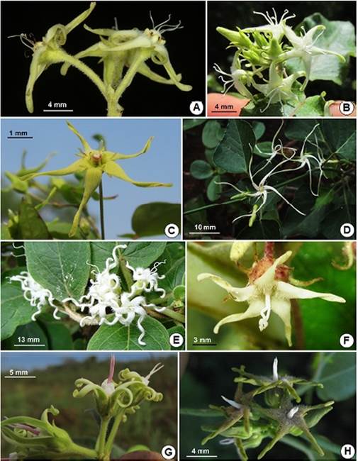 A: Oxypetalum fiebrigii. B: O. sylvestre. C: O. megapotamicum. D: O. barberoannum. E: O. erianthum. F: O. brachystemma. G: O. macrolepis. H: O. ostenii (Fotos A: Fernando Zuloaga; D: Ulf Drechsel; F; Gustavo Hildt; B, C, G, H: autor). 