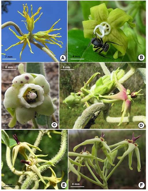 A: Oxypetalum stipatum. B: O. molle. C: O. sublanatum. D: O. pannosum. E: O. wightianum. F: O. balansae (Fotos A-B, D-F: autor; C: Luis Funez).