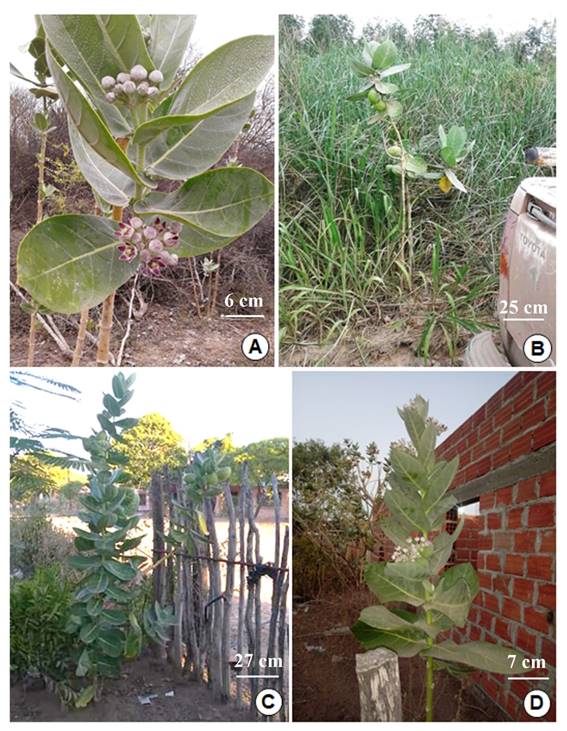 Mapa de distribuci&oacute;n deCalotropis proceraen Argentina (estrellas).