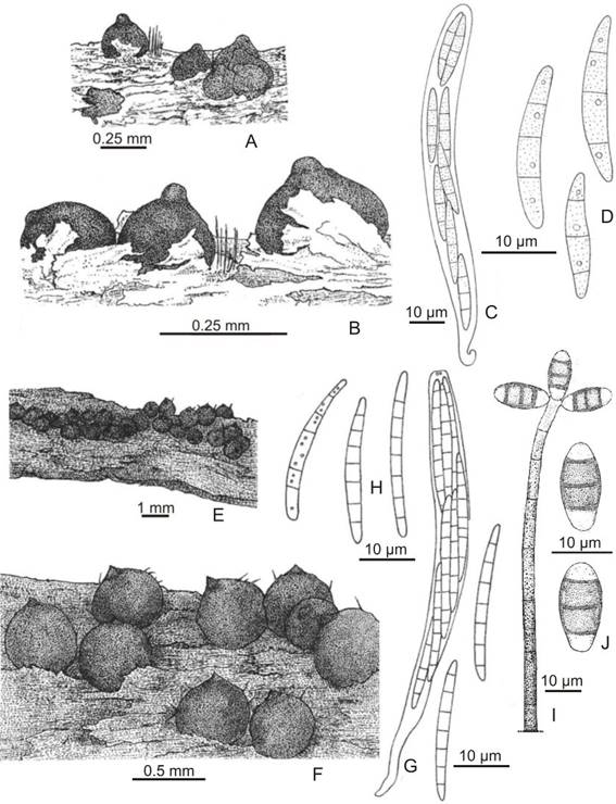 Chaetosphaeria abietis. A-B: Ascomata on substrate. C: Ascus. D: Ascospores. Chaetosphaeria hispidavar.podocarpi. E-F: Ascomata on substrate. G: Ascus. H: Ascospores. I: Conidiophore, conidia. J: Conidia. (A-D,Catania 1769, LIL; E-J,Catania 1811, LIL).