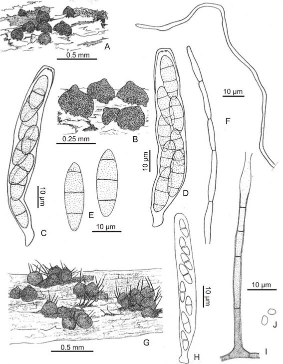 Chaetosphaeria montana. A-B: Ascomata on substrate. C: Ascus with young ascospore, 1-septate. D: Ascus with mature ascospore, 3-septate. E: Ascospore. F: Paraphyses. Chaetosphaeria vermicularioides. G: Ascomata, with conidiophore. H: Ascus. I: Conidiophore, conidiogenous cells phialidic. J: Conidia. (A-F,Catania 1678, LIL; G-J,Catania 1935, LIL).