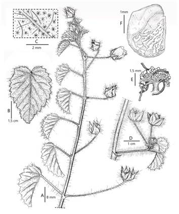 Sida krapovickasii.A: Rama flor&iacute;fera. B: Cara adaxial de la l&aacute;mina. C: Detalle de la pubescencia de la cara abaxial de la l&aacute;mina, mostrando los tres tipos de tricomas. D: Ramita axilar con hojas reducidas. E: Columna estaminal y ramas del estilo. F: Mericarpo (Dibujo del autor).