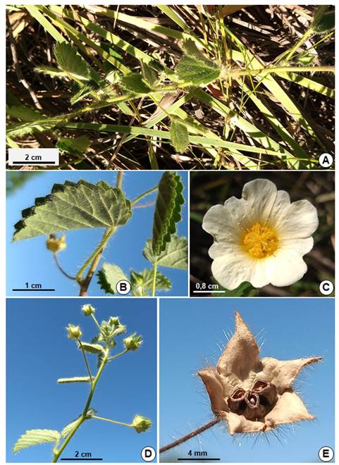 Sida krapovickasii. A: Planta en su ambiente. B: Hoja. C: Flor. D: Ramas con frutos inmaduros. E: Fruto en fase de desprendimiento de mericarpos (Fotos del autor).