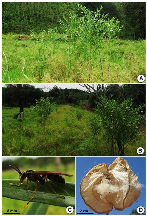 Gomphocarpus physocarpusen campos de pastoreo y bordes de camino de Misiones. A y B: Poblaciones. C: AvispaAgelaia multipictacon polinios en las patas. D: Fruto en dehiscencia (Fotos de H&eacute;ctor Keller).