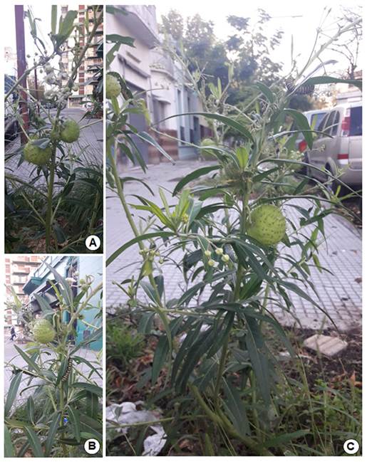 Gomphocarpus physocarpusen Buenos Aires. A, B, C. Distintos detalles de las plantas halladas.
