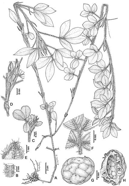 Arachis inflata(Seijo et al. 3637). A: Main axis and a lateral branch of a young plant. Note remains of the fruit (that harbored the seed that gave rise to the plant) in the roots. B: Stem. C: Lateral branch apex. D: Main stem apex. E: Detail of the apex of a leaflet, lower surface. F: Petiole, rachis, midvein and lower surface of the leaflets. G: Fruit article external view, the exocarp with a bullated aspect. H: Inside view of half fruit article with the seed removed. Note the bullated aspect in the inner surface of the fruit article and the air chambers in the mesocarp (some of them were manually opened). Drawings by Liliana G&oacute;mez. Fig. 1.&nbsp;Arachis inflata(Seijo et al. 3637). A: Eje principal y rama lateral de una planta joven. Se observan restos del fruto (que conten&iacute;a la semilla que dio origen a la panta) en las ra&iacute;ces. B: Tallo. C: &Aacute;pice de la rama lateral. D: &Aacute;pice del eje principal. E: Detalle del &aacute;pice del fol&iacute;olo, superficie inferior. F: Pec&iacute;olo, raquis, nervadura central y superficie inferior del fol&iacute;olo. G: Vista externa de un artejo del fruto, el exocarpo con aspecto ampollado. H: Vista interna de una mitad de artejo con la semilla removida. Se observa el aspecto ampollado en la cara interna de artejo y las c&aacute;maras de aire en el mesocarpo (algunas de ellas fueron manualmente abiertas). Ilustraci&oacute;n realizada por Liliana G&oacute;mez. 