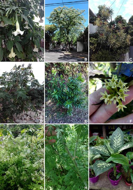 Plantas con mayor consenso por especie (Csp). A: Floripondio (Brugmansia arborea). B: Paraíso (Melia azedarach). C: Laurel de jardín (Nerium oleander). D: Ricino (Ricinus communis). E y F: Duraznillo negro (Cestrum parqui). G y H: Cicuta (Conium maculatum). I: Difenbaquia (Dieffenbachia seguine). Fig. 2. Plants with the highest consensus by species (Csp). A: Floripondio (Brugmansia arborea). B: Paraíso (Melia azedarach). C: Laurel de jardín (Nerium oleander). D: Ricino (Ricinus communis). E y F: Duraznillo negro (Cestrum parqui). G y H: Cicuta (Conium maculatum). I: Difenbaquia (Dieffenbachia seguine).