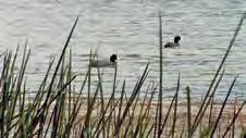 Los patos de la laguna de Yambo representan a los hermanosRestrepo, ya que cuando se pasan estas imágenes Pedro Restrepo le dice a su hija María Fernanda que solo “faltaron Santiago y Andrés”.