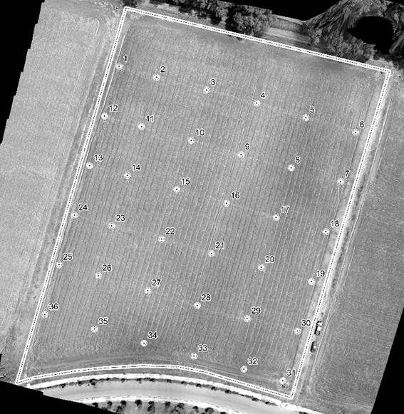 Twenty m grid drawn in the field.