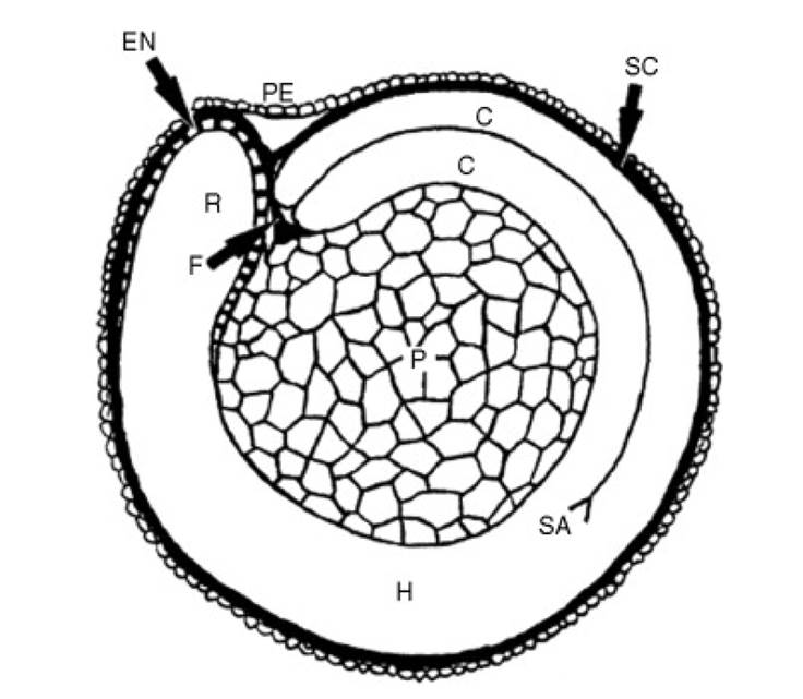 Median longitudinal section of quinoa seeds showing the specific parts of the grain: pericarp (PE), seed cover (SC), hypocotylradical axis (H), cotyledons (C), endosperm (EN), radicle (R), funicle (F), shoot apex (SA) and perisperm (P) (Source: Prego, Maldonado, & Otegui, 1998). 