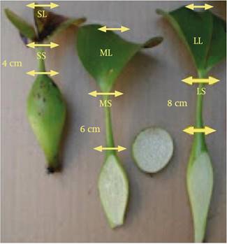Parts of the water hyacinth plant. SL = small leaf; SS = small stalk; ML = medium-sized leaf; MS = medium-sized stalk; LL = large leaf; LS = large stalk.
