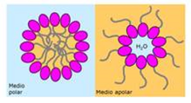 Formaci&oacute;n de Micelas medio Polar y apolar (Fuente: Carrero, I., Herr&aacute;ez, A., 2012)