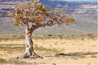 Tree of Myrrh.