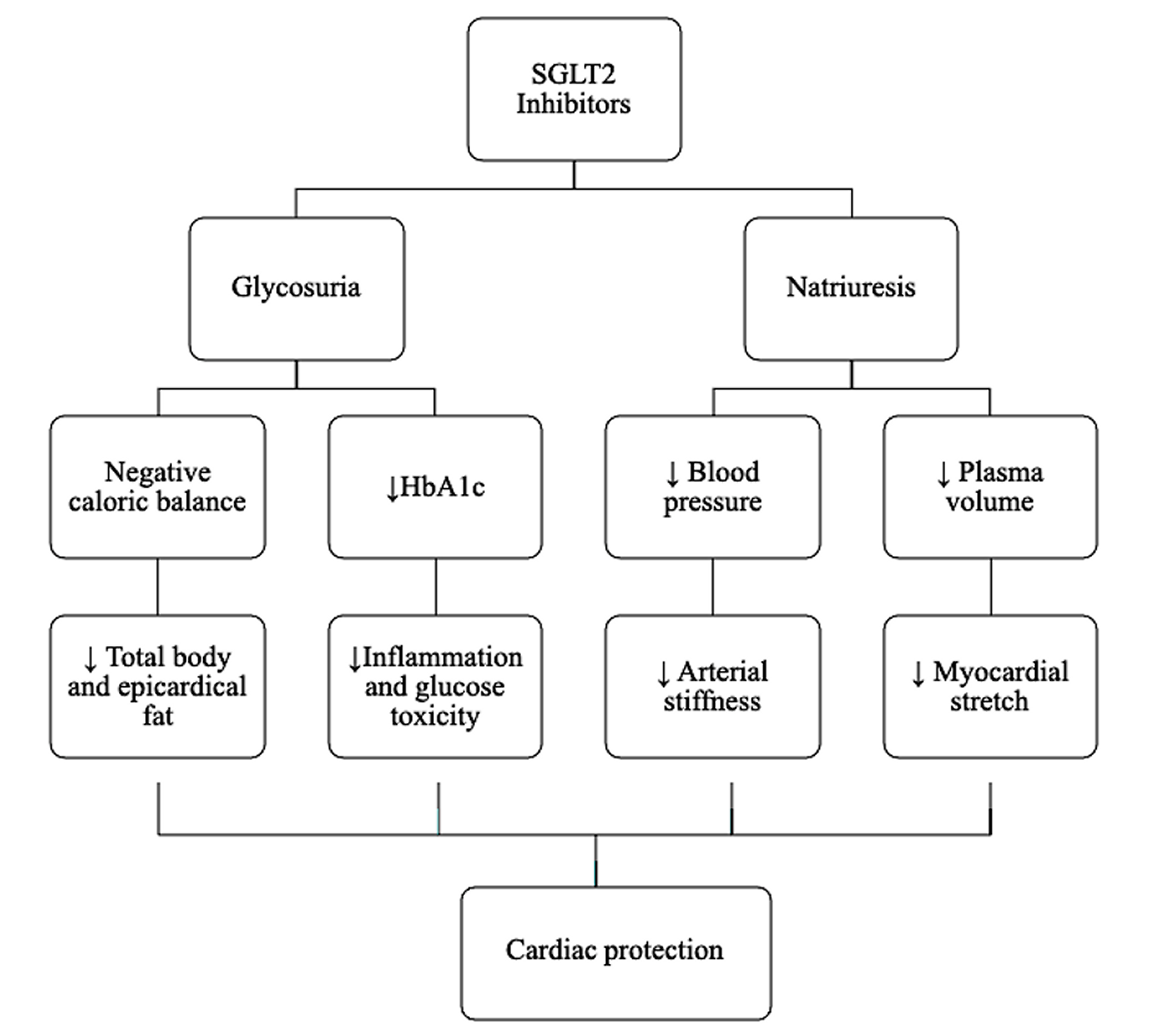 SGLT2 Inhibitors protective cardiovascular mechanisms.     Importar tabla