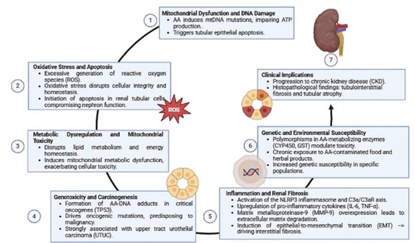Mechanisms of kidney injury induced by aristolochic acid (AA)
