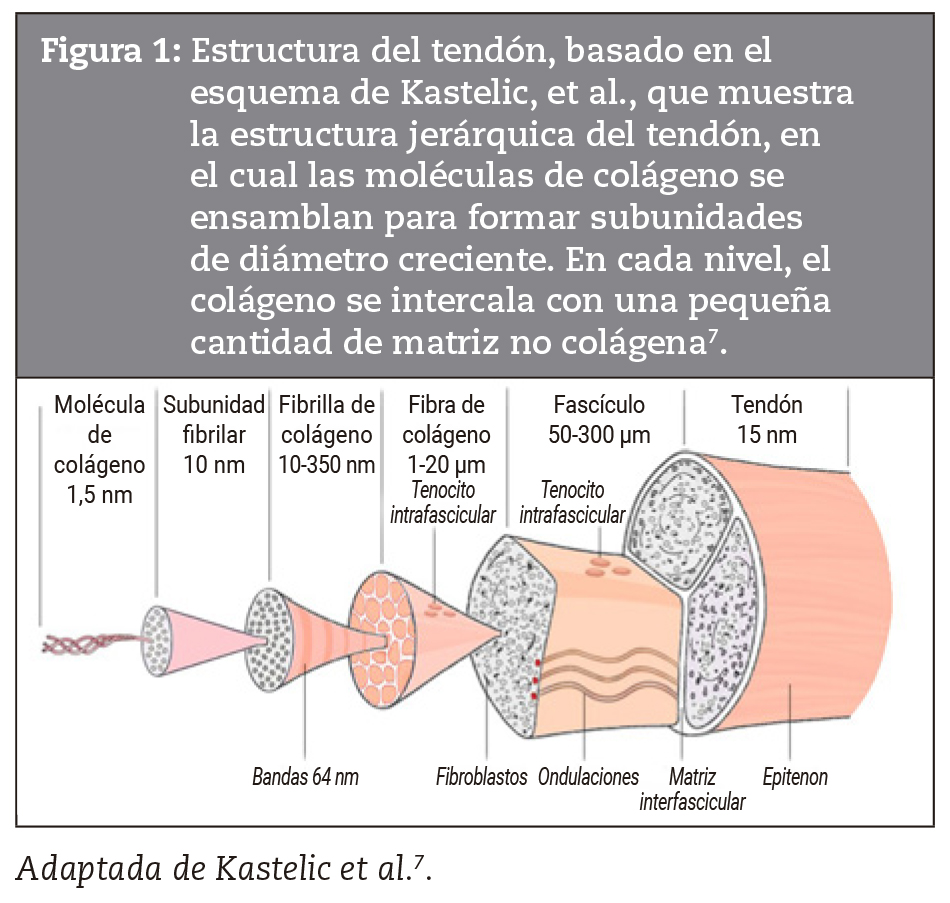 Estructura del tendn, basado en el esquema de Kastelic, et al., que muestra la estructura jerrquica del tendn, en el cual las molculas de colgeno se ensamblan para formar subunidades de dimetro creciente. En cada nivel, el colgeno se intercala con una pequea cantidad de matriz no colgena7.