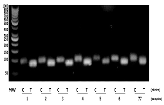 CNS3 PCR pattern for Teleorman Black Head sheep. 2% agarose gel electrophoresis was used for visualization of C and T alleles of ovine CSN3 gene. Lane 1: DNA ladder. Lanes 2-14: C and T alleles, respectively