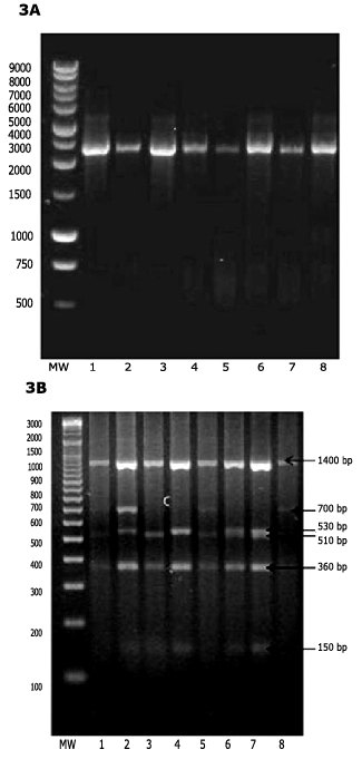 PCR amplification (3A) and HaeIII RFLP (3B) of the ovine PRL gene. PCR products of PRL gene were visualized on 2% (w/v) agarose gel. Lane1: DNA ladder; lanes 2-8: ovine samples. HaeIII RFLP products of PRL gene were identified on a 3% (w/v) agarose gel. Lane1: DNA ladder; lanes 2, 4, 6, 9: BB genotype; lanes 3 and 5: AA genotype; lanes 7 and 8: AB genotype.