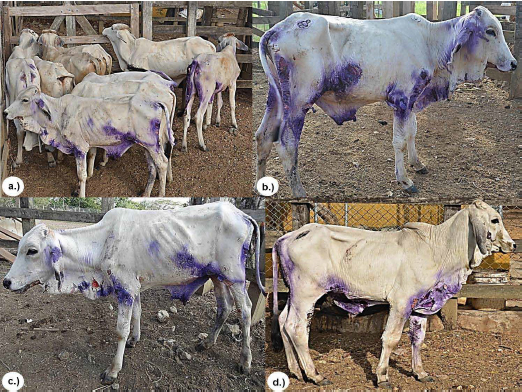 a.) Group of animals with DFS. a.), b.) and c.) Skin lesions on ears, chin, neck, thorax, and epigastric, perineal and inguinal regions, all with a loss of health.
