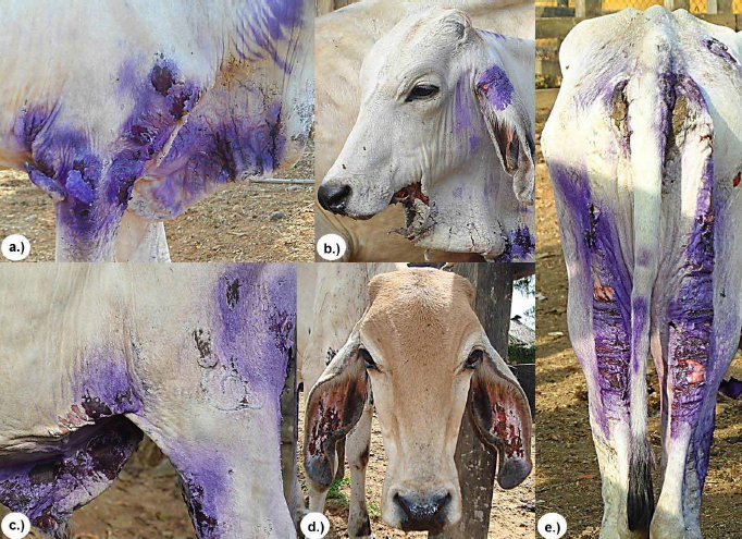 Clinical manifestations of cutaneous lesions characterized by the presence of erythema, edema, cracked skin with a shriveled appearance and skin peeling in some areas with scabbing at  a.) shoulder and elbow, b.) dewlap c.) inguinal region and foreskin, d.) ears and e.) perineal and posterior region of pelvic areas.