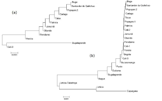 Dendrograms generated by the Neighbor joining algorithm on the basis of the values of FST for nine genes of F. catus, (a) in 12 municipalities in southwestern Colombia and (b) among populations of this study and Colombian populations previously inventoried
