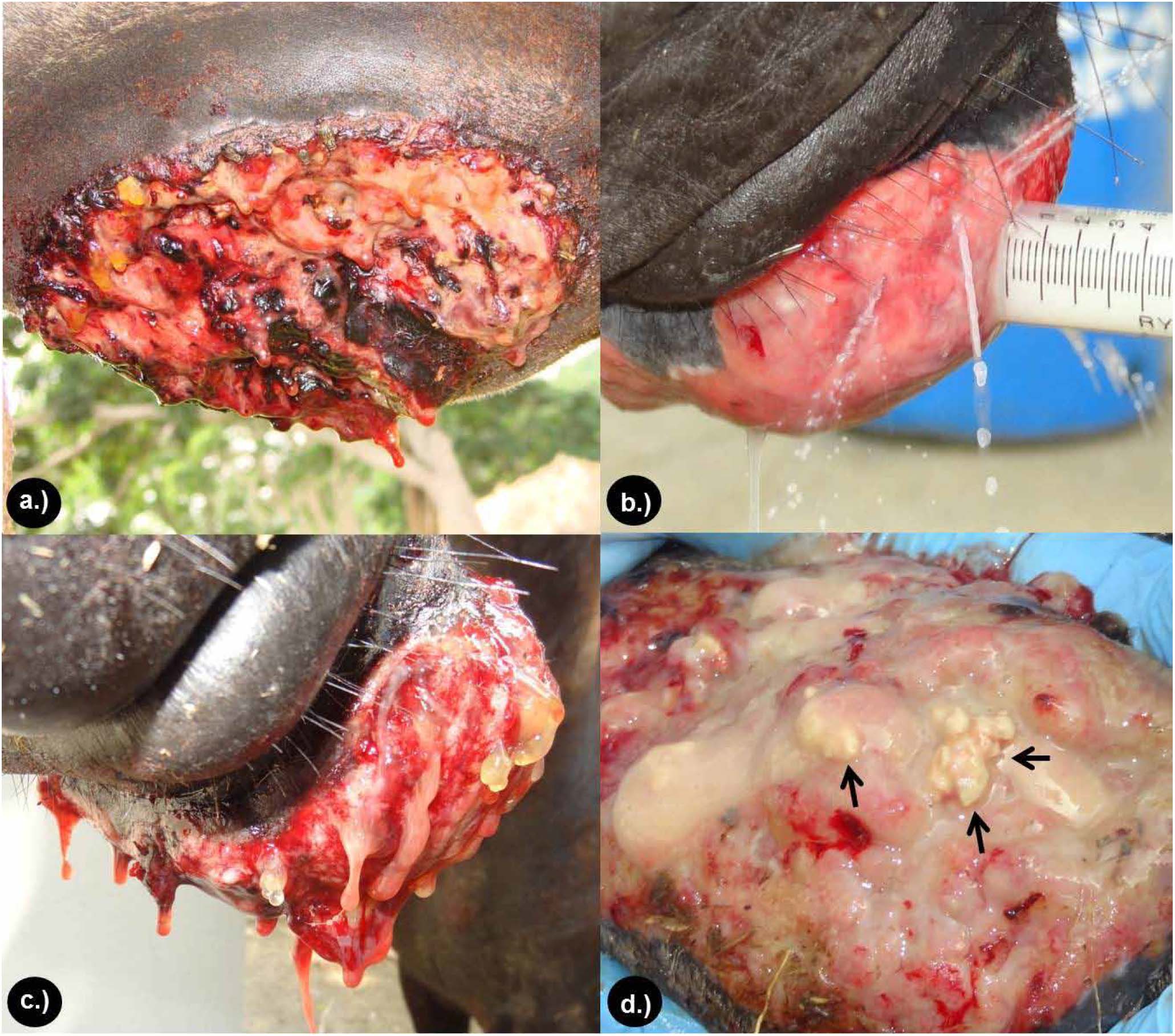Clinical characterization of pythiosis on horses under study. a.) Granulomatous ulceration, prominent and elevated with irregular and crater-like edges. b.) Outflow of water from the fistulas formed by the oomycete in its invasive process in the granular tissue. c.) Fibrinosanguinolent secretion of the granulomatous lesion. D.) Exit of Kunkers or necrotic masses and calcifications that easily detach with white-yellowish coloration (black arrows).