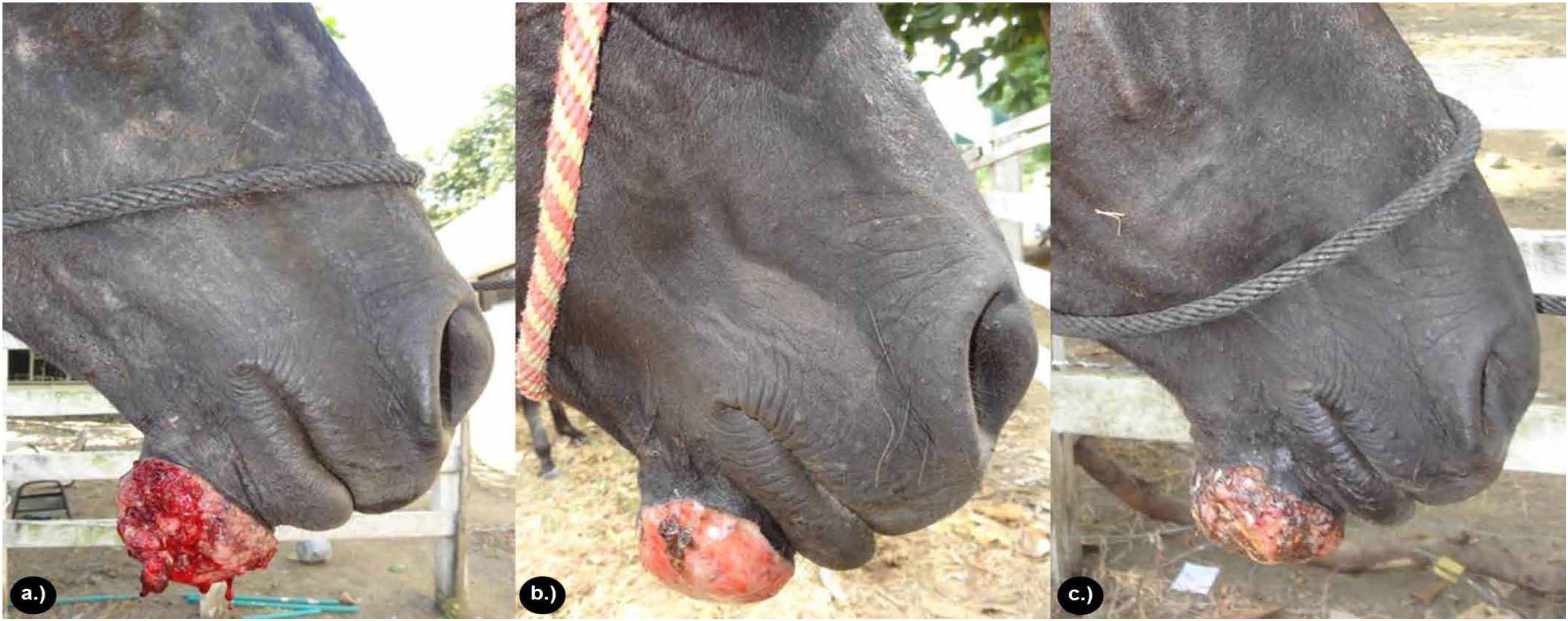 Clinical and macroscopic characterization of the lesion. a.) Decreased fibrinosanguinolent secretion at 4 days after treatment. b.) Decreased pruritus and onset of scab formation at 16 days after treatment. Note the absence of mutilation injuries. c.) Complete scab formation at 20 days after application of triamcinolone acetonide.