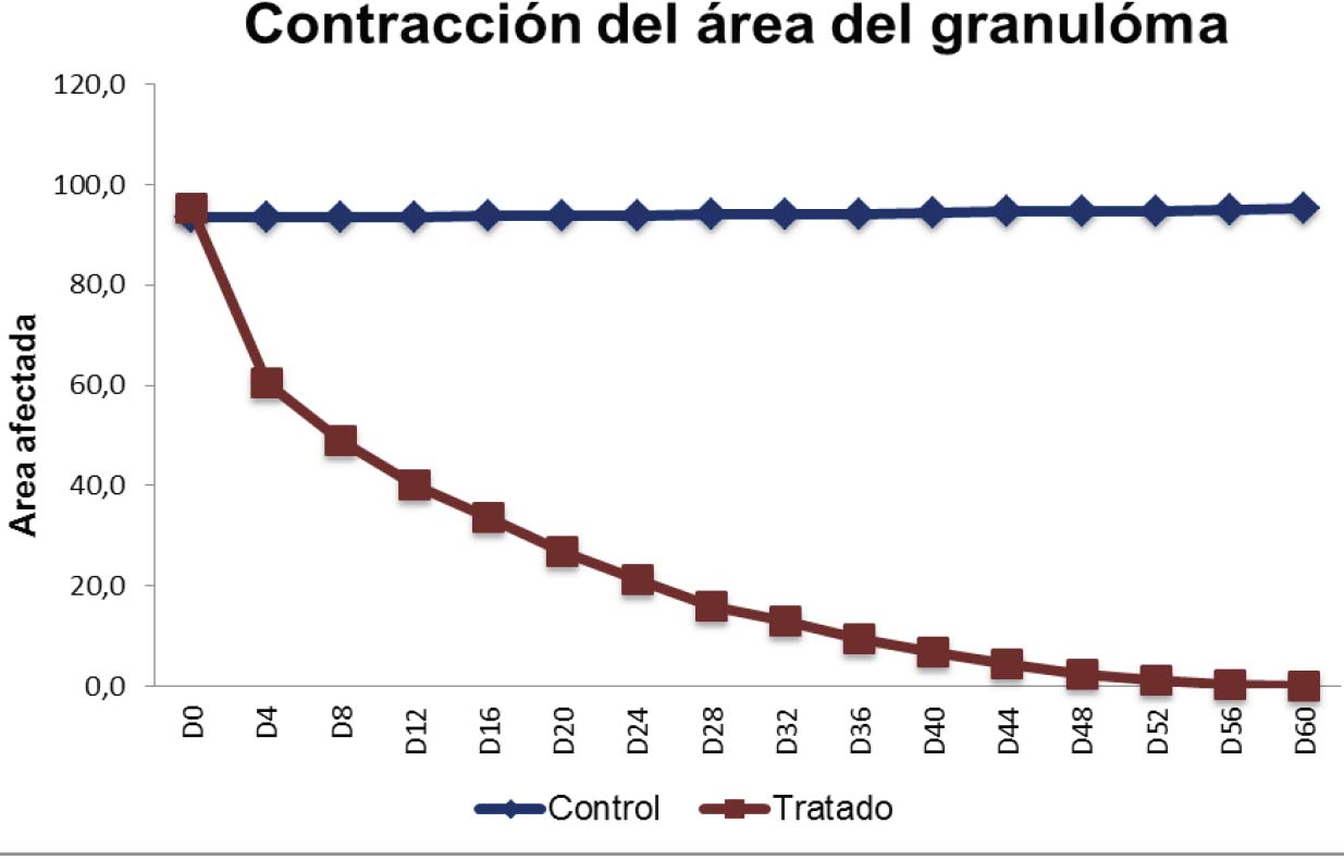  Mean contraction of the area of the granulomatous lesion in horses with pythiosis subject or not to treatment with triamcinolone acetonide according to the time of experiment.