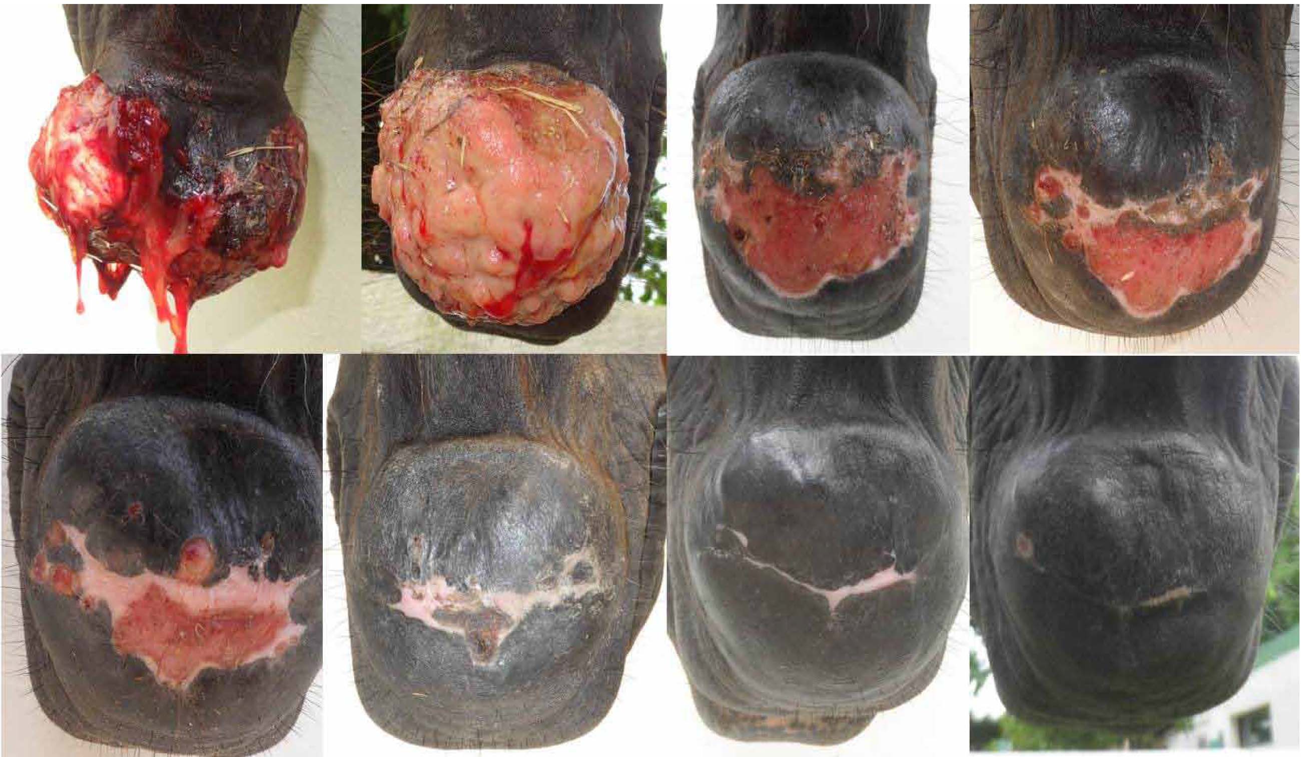 Contraction of the granuloma area in the TG at the chin. Note the evolution of wound contraction over a period of eight days until completely closed at 60&plusmn;3.4 days after application of treatment.