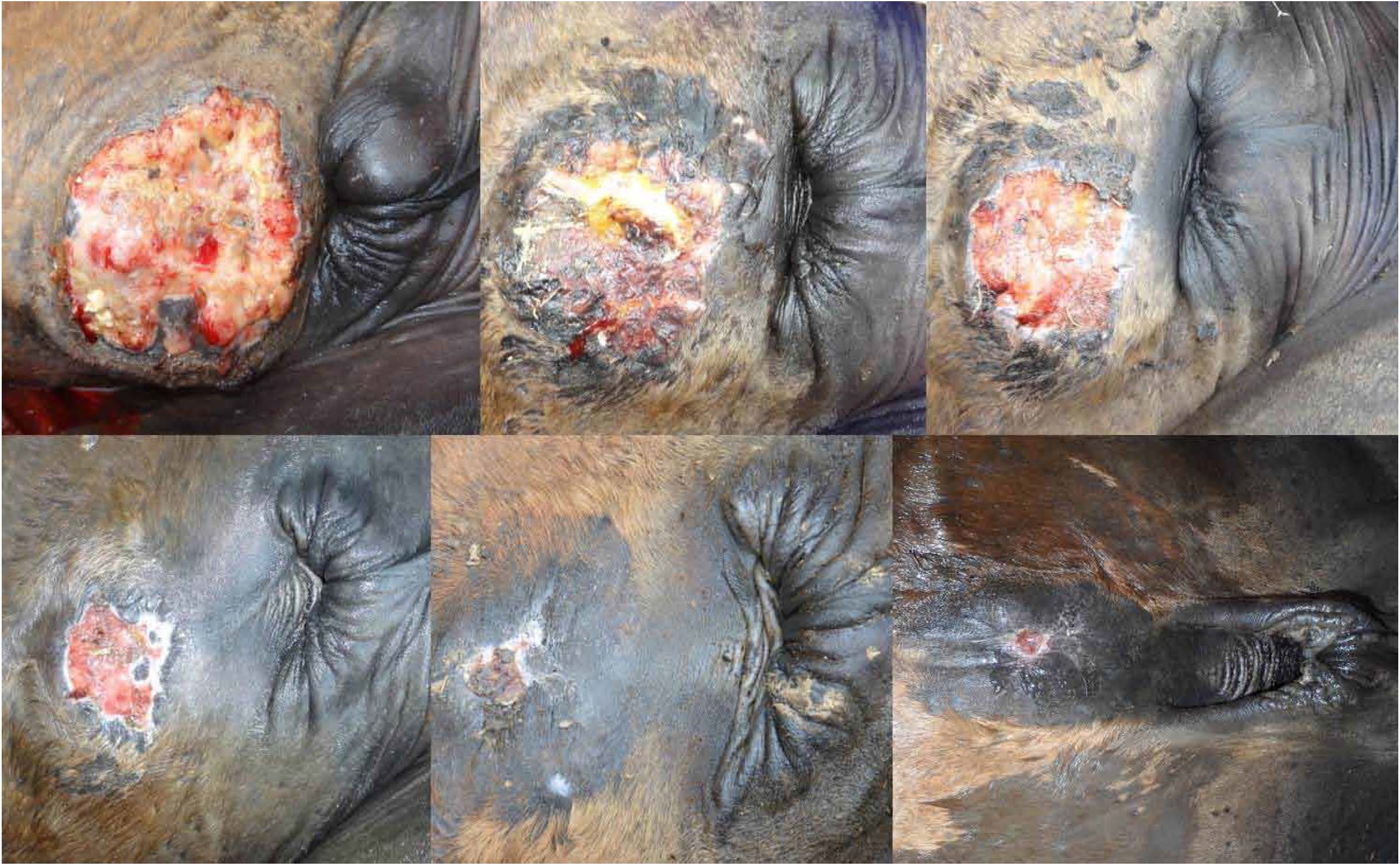 Contraction of the granuloma area in the TG at the abdomen. Note the evolution of wound contraction in a 10-day interval until completely closed at 60&plusmn;3.4 days after application of treatment.
