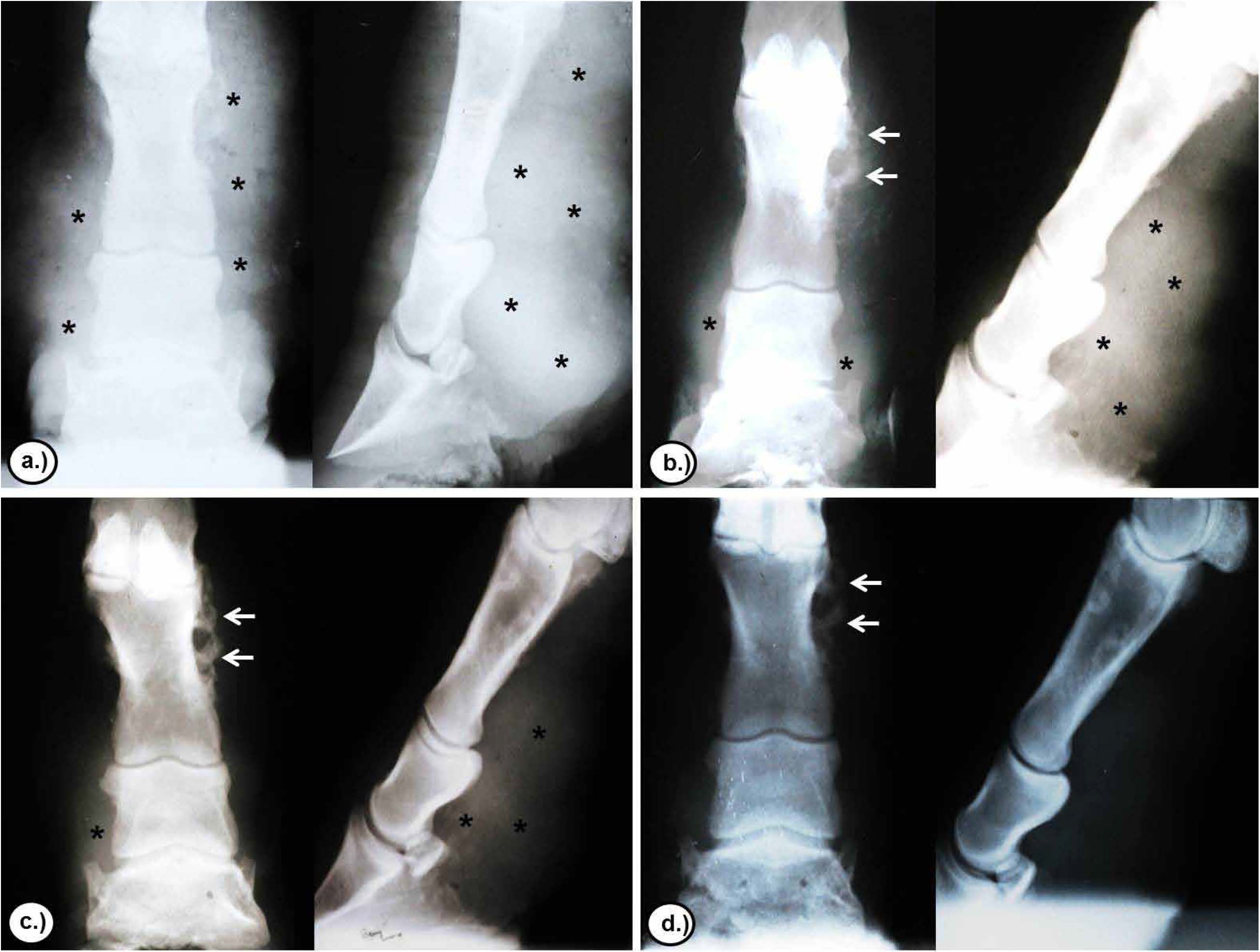 Radiological evaluation of the evolution of chronic skin lesions located in the distal parts of a TG animal after treatment with triamcinolone acetonide. a.) 0 days. b.) 16 days. c.) 32 days. d.) 64 days. Note the reduction in radiopaque areas in the tissue (asterisks) and the preservation of small radiopaque areas in the cortex of the bone (arrows) according to the time of experiment.