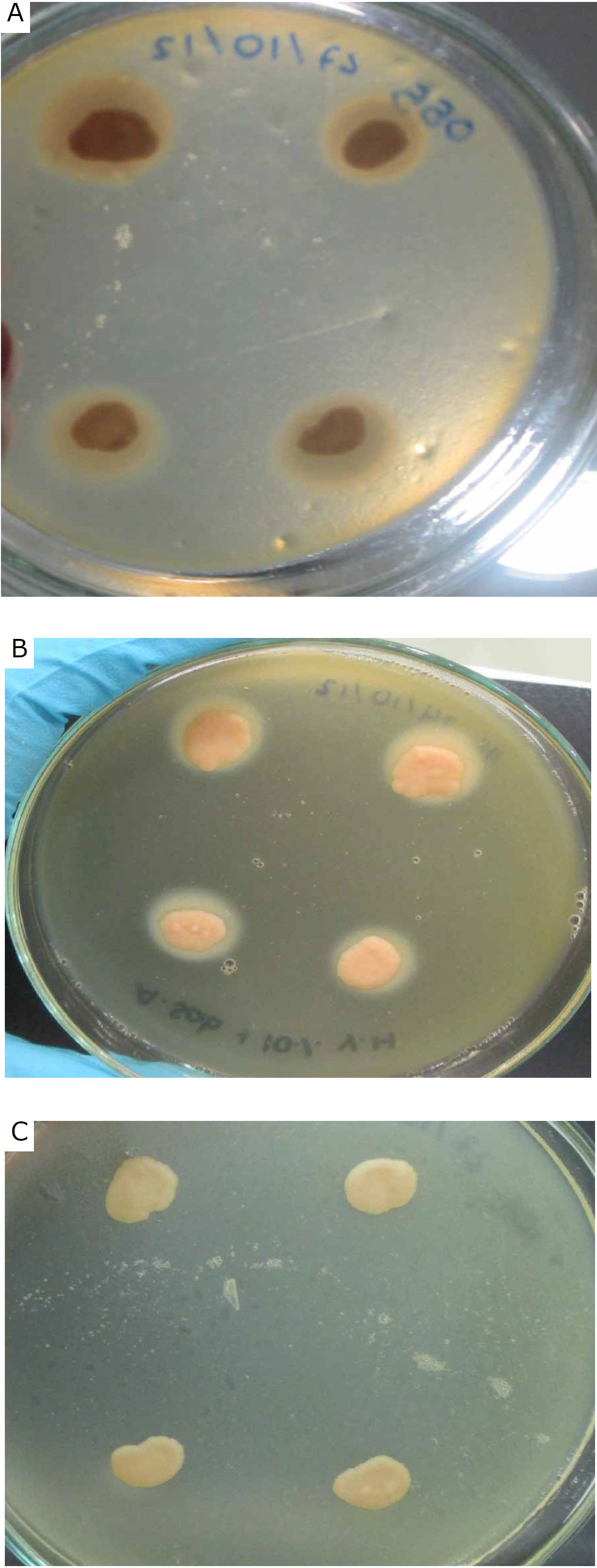 Canine Malassezia phospholipase activity. A Very high activity. B High activity. C No activity.