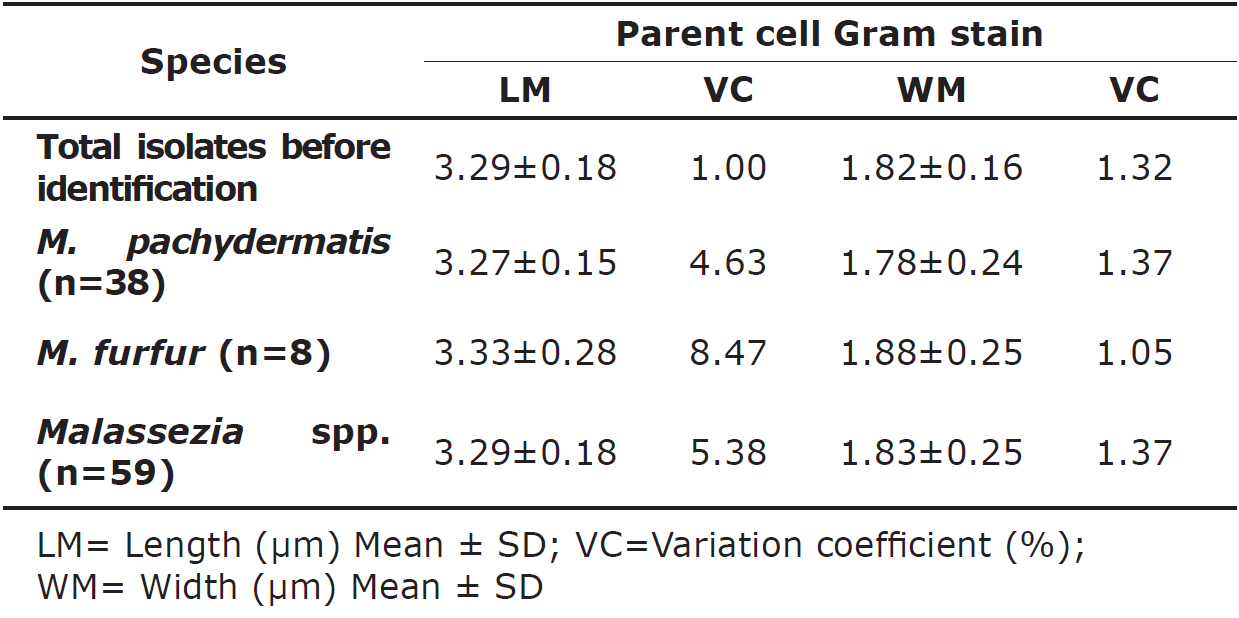 Cell morphometric characterization obtained from canine Malassezia isolates.