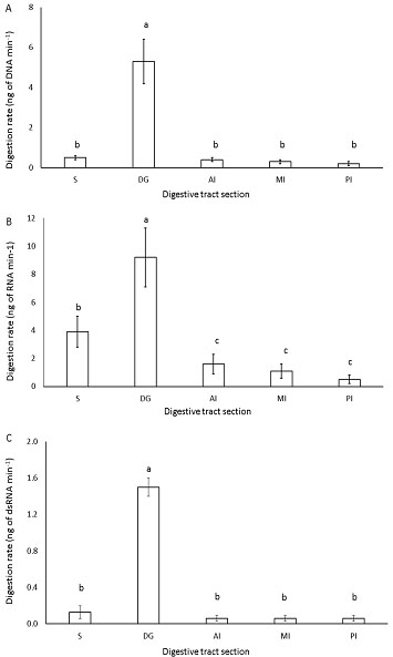  Digestibility of nucleic acids in the digestive tract sections of whiteleg shrimp L. vannamei. (A) DNA Digestion rate, (B) RNA Digestion rate, (C) dsRNA. Same letters are not statistically different (p>0.05).