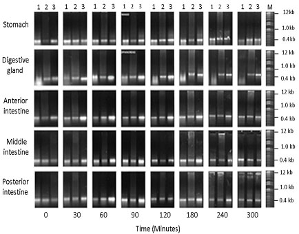 dsRNA-ORF89 digestion, with enzyme reagent from sections of the digestive tract of whiteleg shrimp L. vannamei. M = MW marker, 1 kb plus DNA Ladder. 1=Reaction mixture (RM) composed of buffer + dsRNA-ORF89 + enzyme reagent. 2=RM with inactivated shrimp enzyme reagent (100&deg;C for 5 min). 3=RM with distilled water and dsRNA-ORF89.