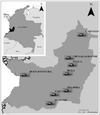Geographic location of giant African snail Achatina fulica sample plots in the Valle del Cauca Department