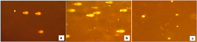 Optical microscopy, with 40 X magnification (a) and (b), nuclei with fragmented DNA. (c), nuclei without fragmented DNA. 
a) T1= Concentración de IVM al 1%; b) T2= Concentración de IVM al 3.15%; c) T0= Sin aplicación de IVM