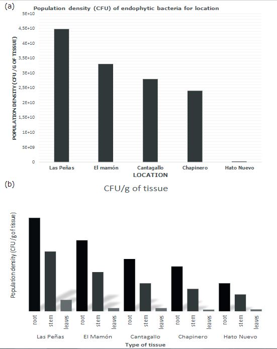  Population density of endophytic bacteria bylocation (a), and by tissue (b) isolated fromColosoana grass in the municipality of Corozal,Department of Sucre, Colombia, 2016.
