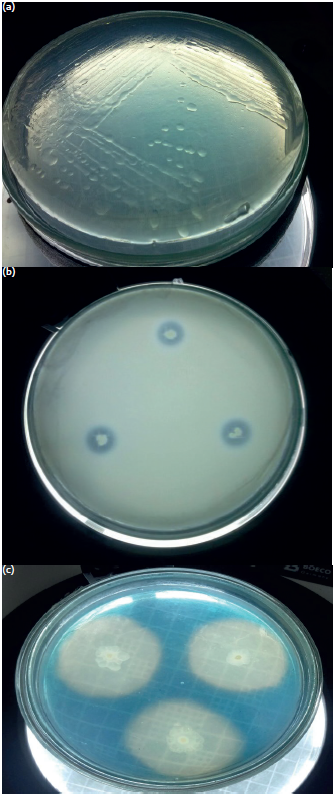 Shows the in vitro qualitative activityof nitrogen fixation (a), phosphatesolubilization (b) and siderophoreproduction (c) of the endophytic bacteriaevaluated.