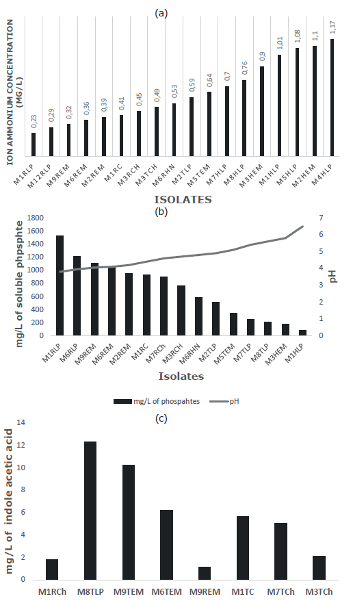 Determination of am monium ion concentration (a); soluble phosphate (b)and IAA (c) in mg/L of endophytic bacteriaisolated from colosoana grass, municipalityof Corozal, department of Sucre, Colombia.M: morphotype; R: root, T: stem, H: leaf;LP: Las Pe�as, EM: El Mamon, C: Cantagallo, CH: Chapinero, AN: Hato Nuevo.