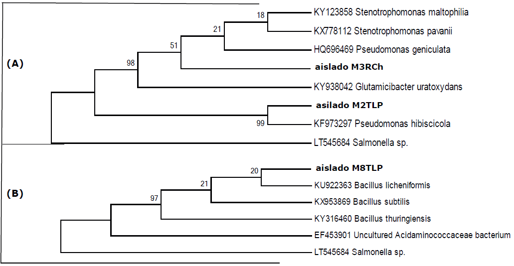 Phylogenetic tree of the M3RCh and M2TLP isolates and their relationships with species of bacteria ofthe genus Pseudomonas (A) and of the isolate M8TLP and its relationship with bacterial species of thegenus Bacillus (B). M: morphotype; R: root; T: Tallo, Ch: Chapinero and LP: Las Pe�as.