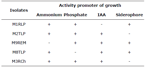 Isolates of endophytic bacteria with specific growth promotion activity, obtained from colosoana grass, municipality of Corozal, department of Sucre, Colombia.