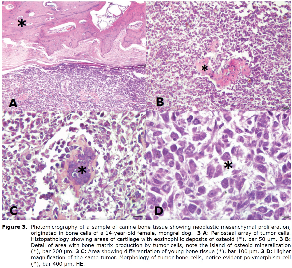 Canine Periosteal Osteosarcoma