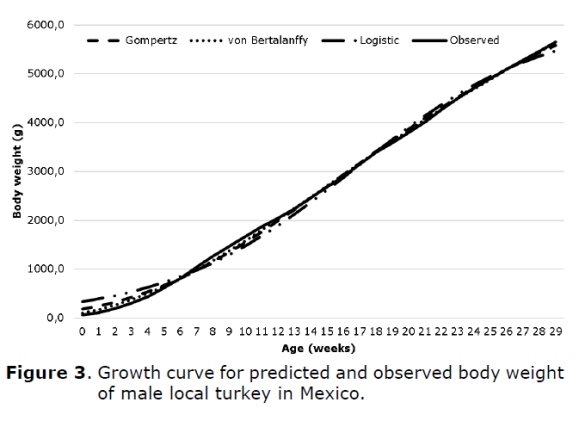 Figure 3. Growth curve for predicted and observed body weight of male local turkey in Mexico.