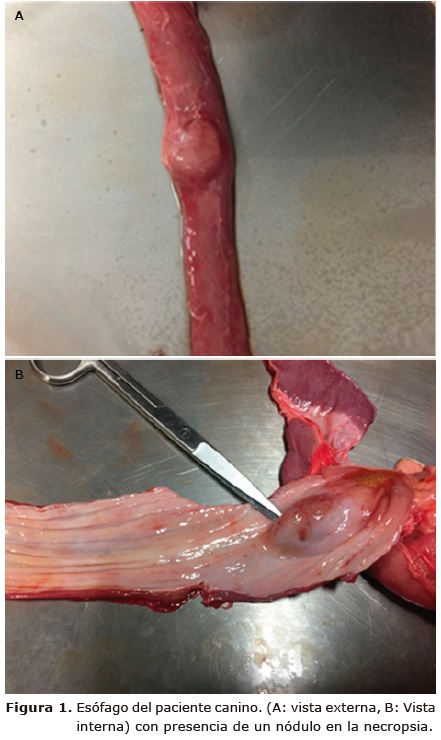 Figura 1. Es&oacute;fago del paciente canino. (A: vista
externa, B: Vista interna) con presencia de un n&oacute;dulo en la necropsia