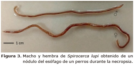Figura 3. Macho y hembra de Spirocerca lupi obtenido de un n&oacute;dulo del es&oacute;fago de un
perros durante la necropsia. 