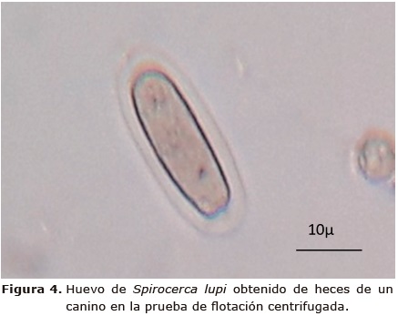 Figura 4. Huevo de Spirocerca lupi obtenido de heces de un canino en la prueba
de flotaci&oacute;n centrifugada.
