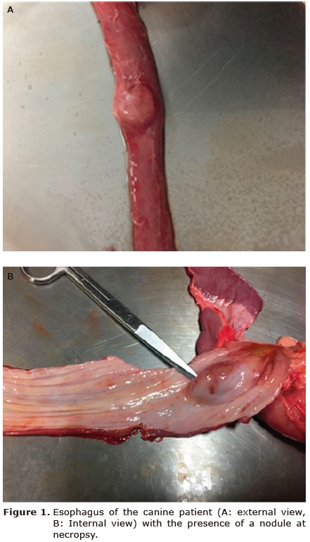 Figure 1. Esophagus of
the canine patient (A: external view, B: Internal view) with the presence of a
nodule at necropsy.